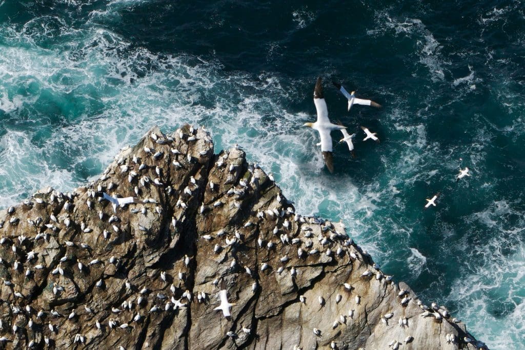 Gannets flying over cliff