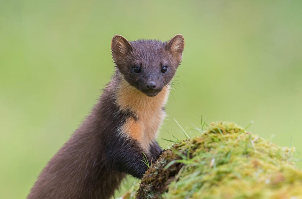 Pine marten on grassy knoll