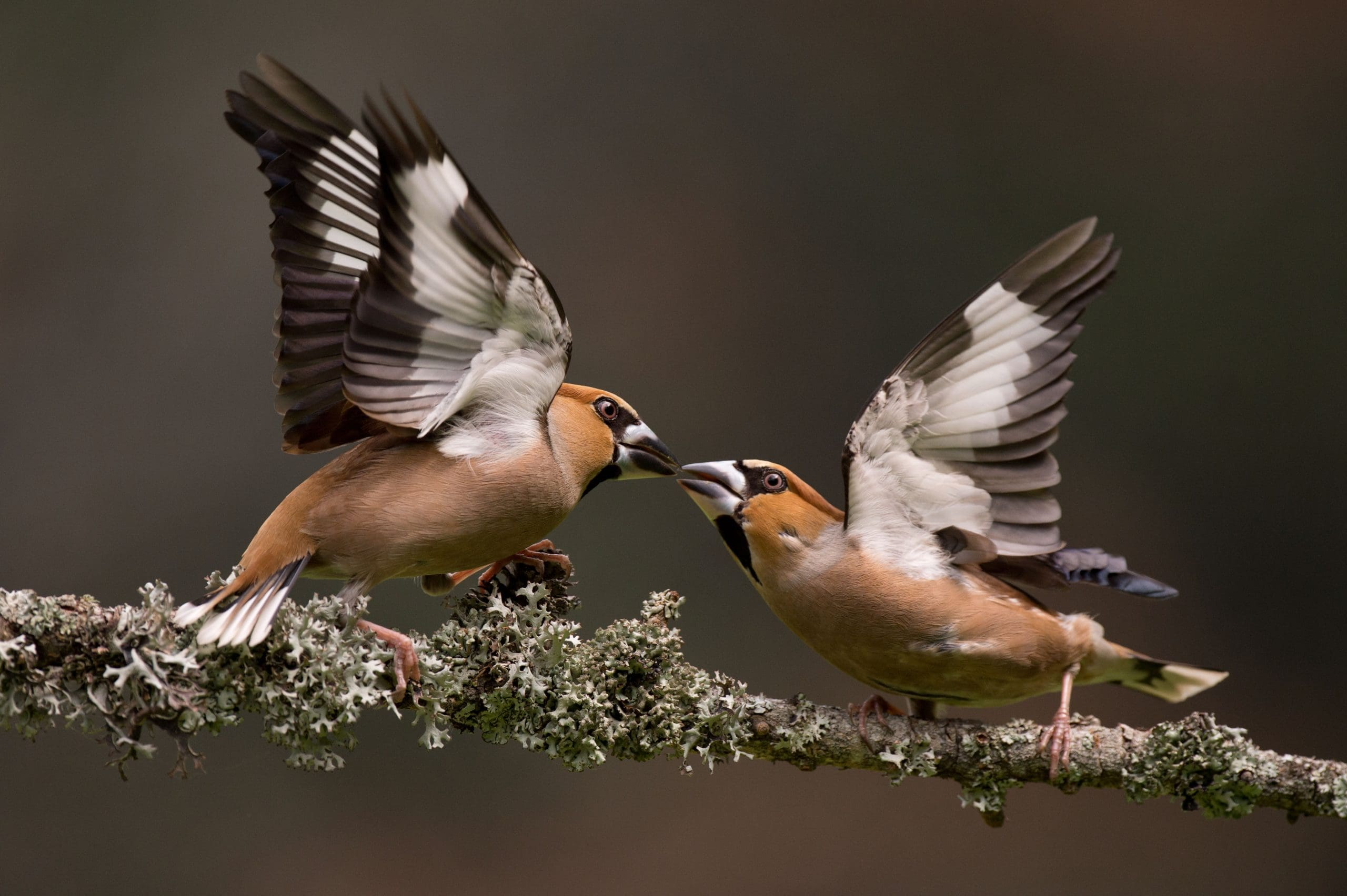 Hawfinches displaying to each other