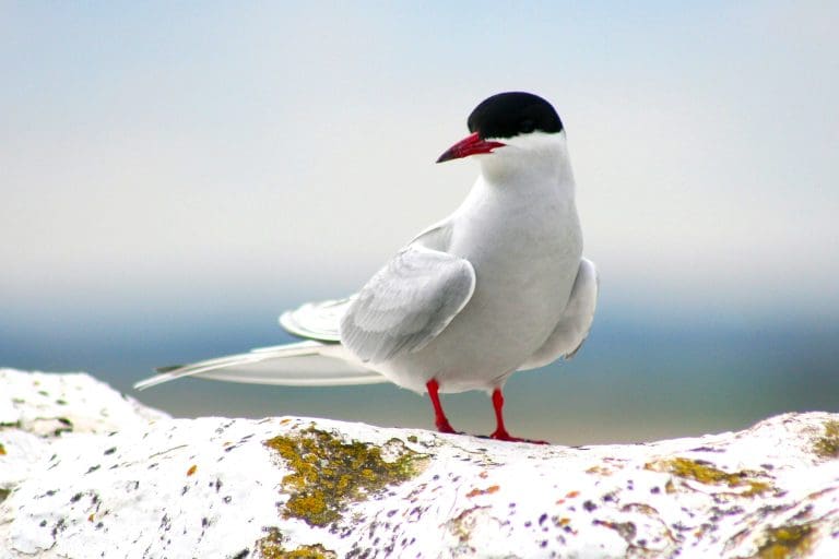 Arctic Tern on snowy rock