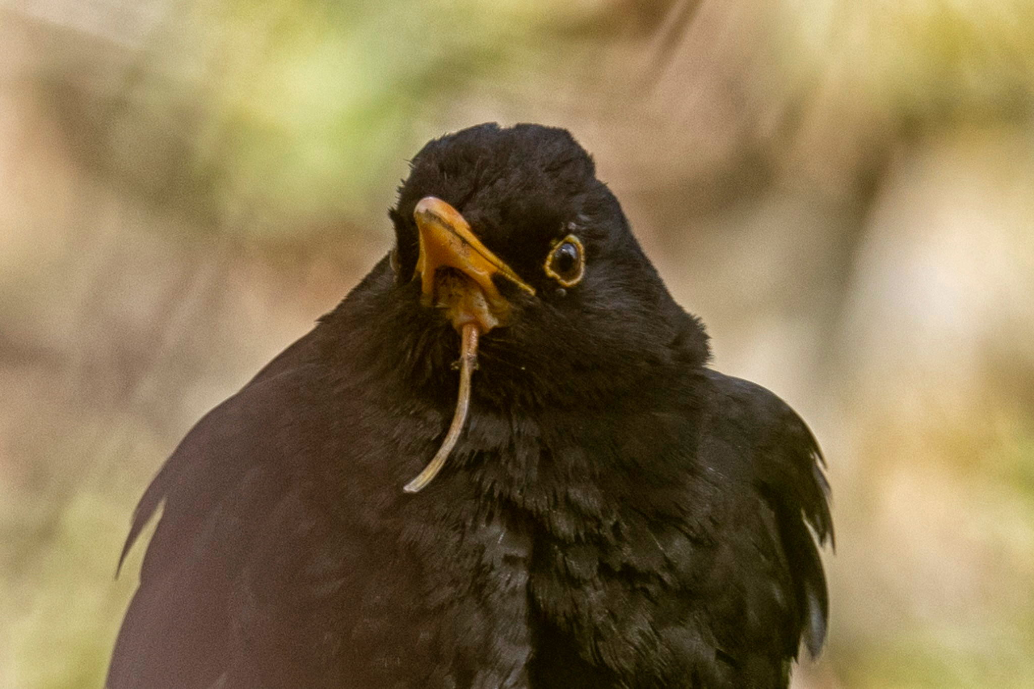 Blackbird with oral fistula