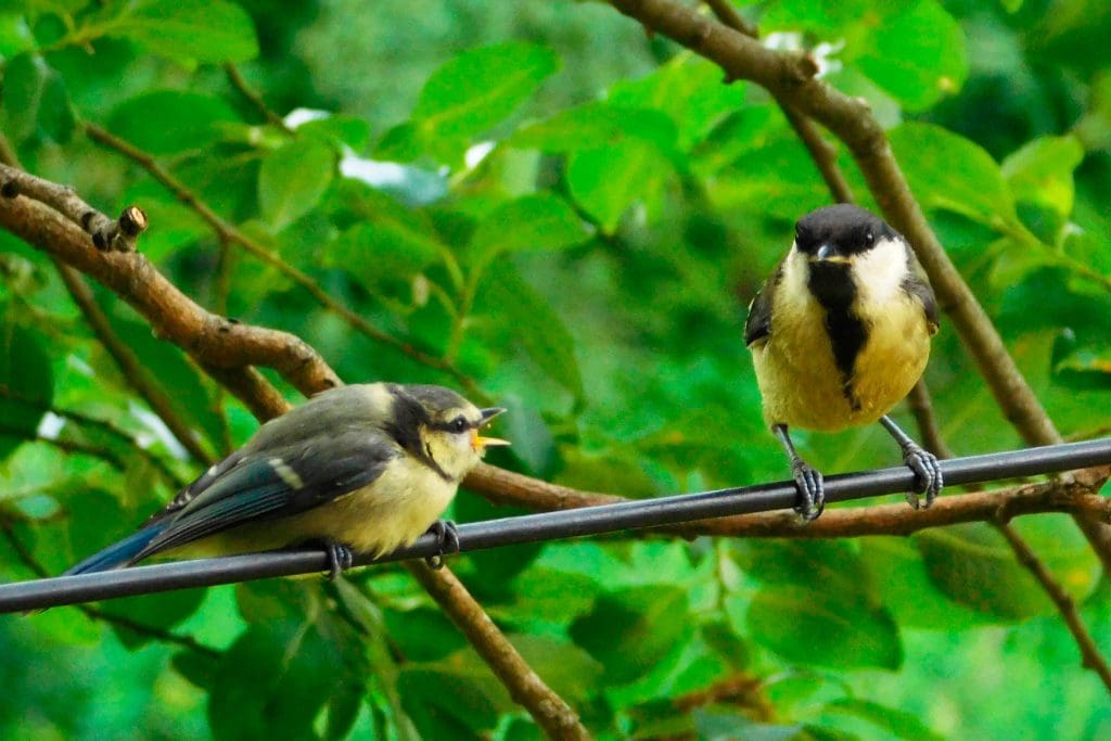 Blue Tit and Great Tit on a branch