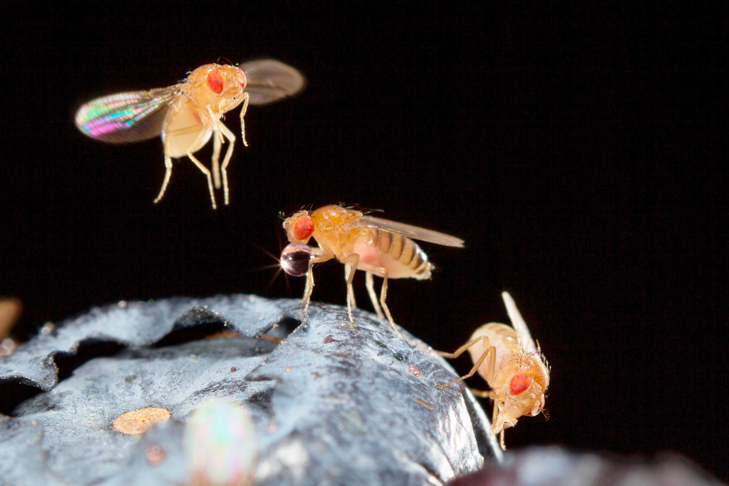 Three fruit flies on rotten fruit