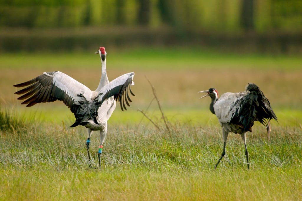 Two cranes performing courtship dance