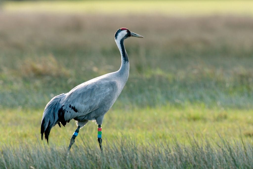 Crane in profile