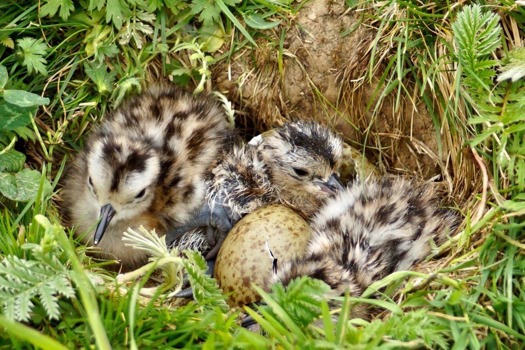 Curlew chicks and egg