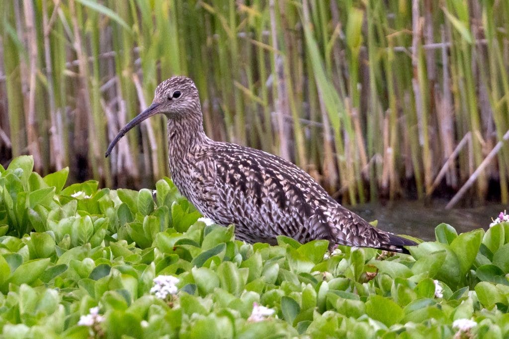 Curlew in reeds