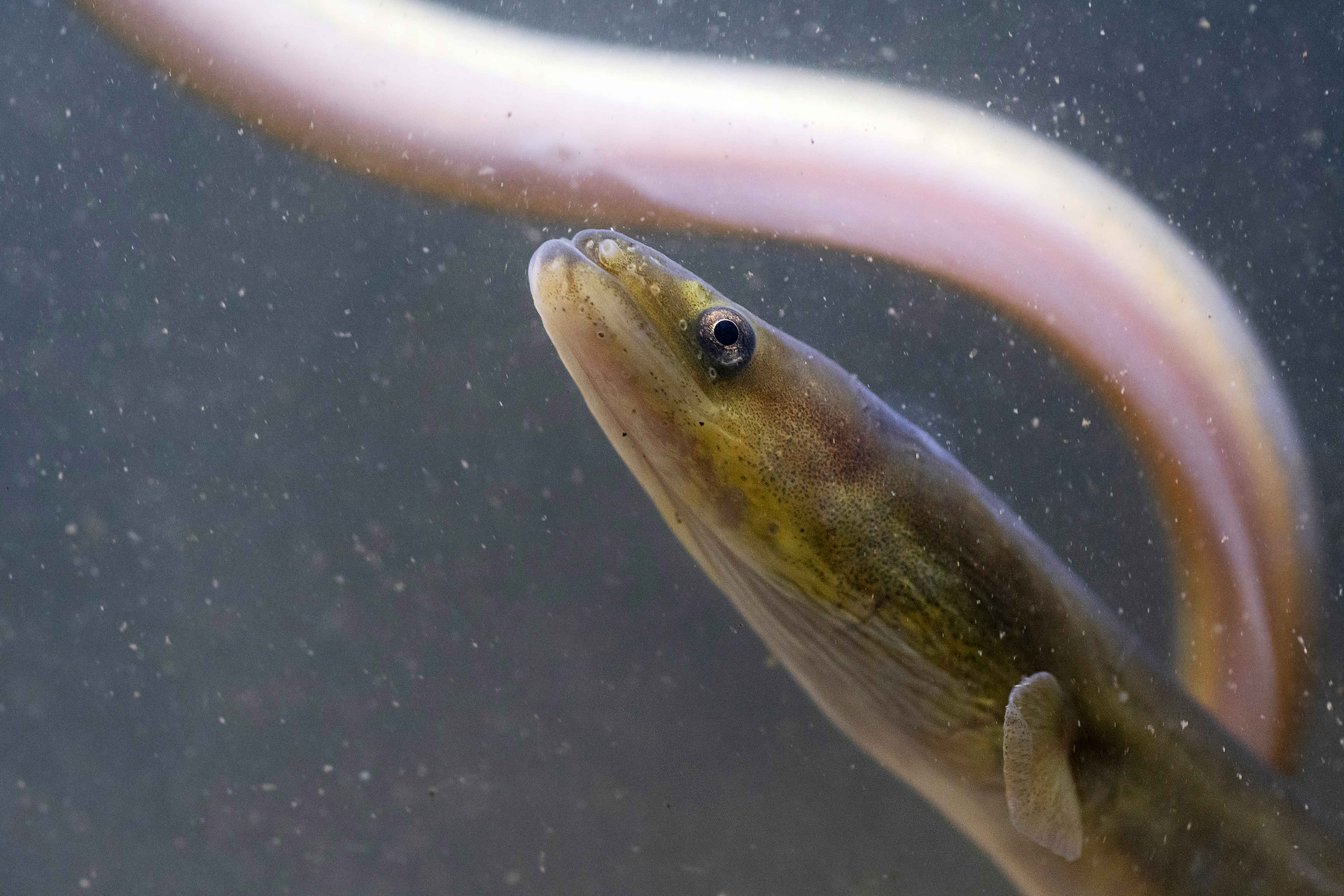 European eel in river