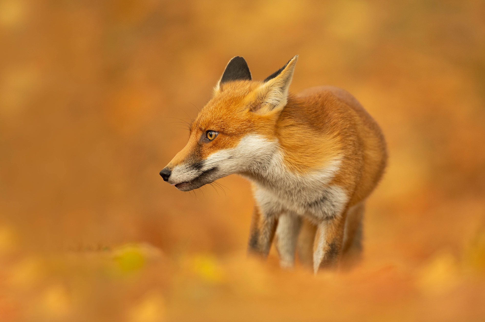 Red fox in leaf cover