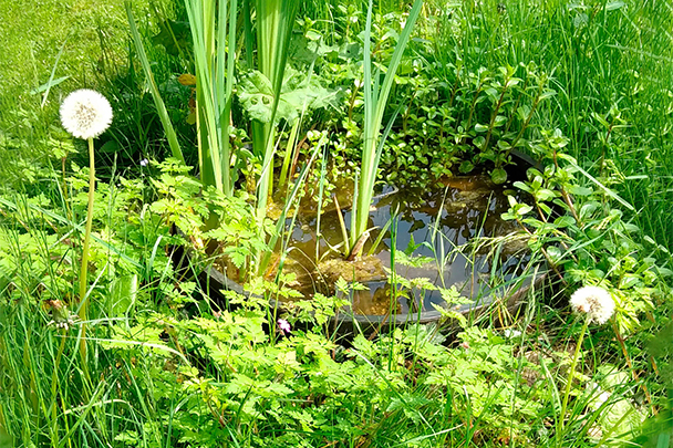 Gerden pond