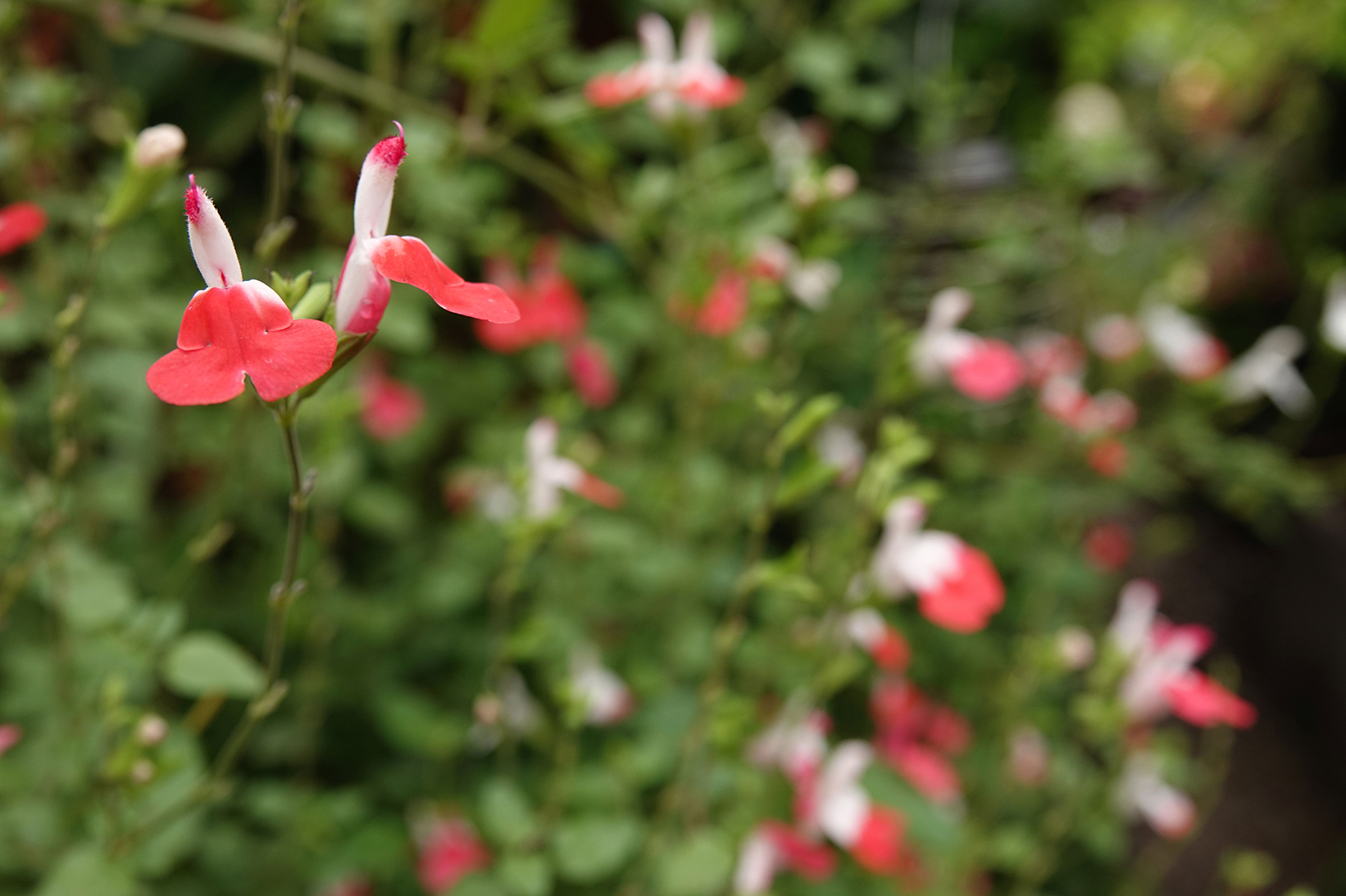 Hot lips flowers