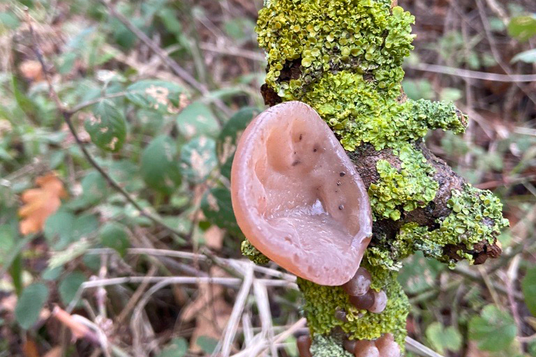 Jelly ear fungus