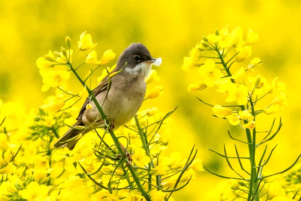 Whitethroat, perched on yellow flowers