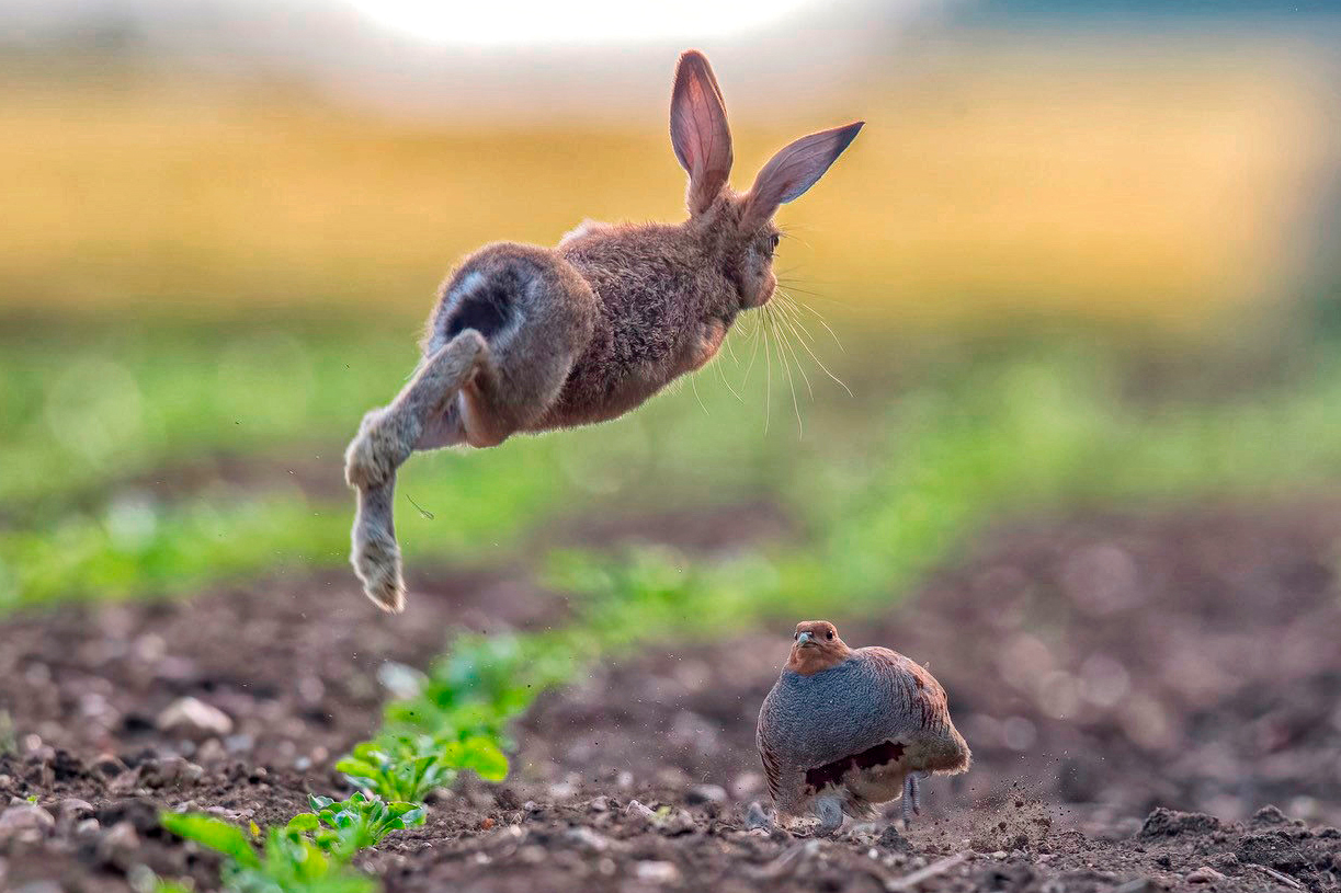 Rabbit jumping over partridge.