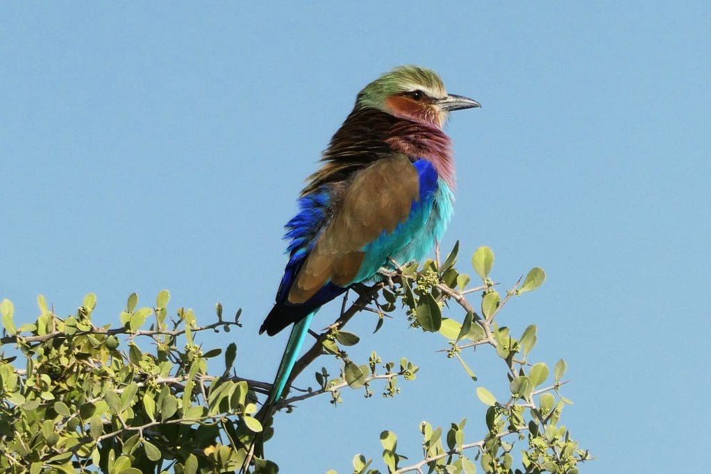 Lilac-breasted Roller