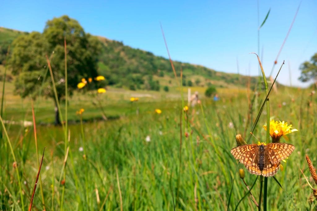 Marsh Fritillary beautiful in field