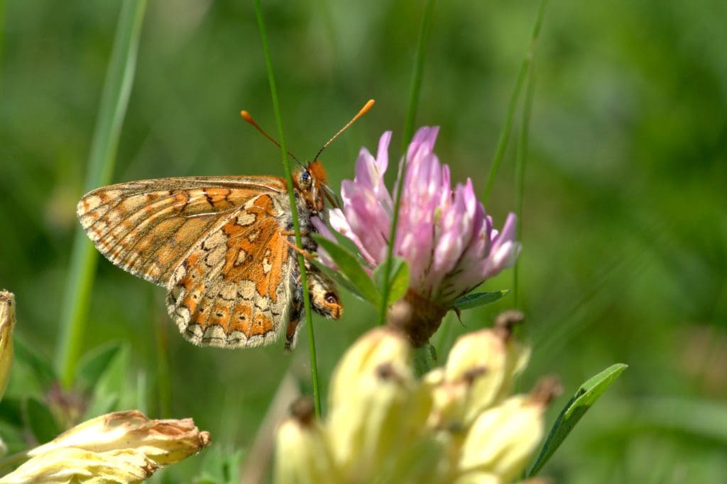 Marsh Fritillary on clover