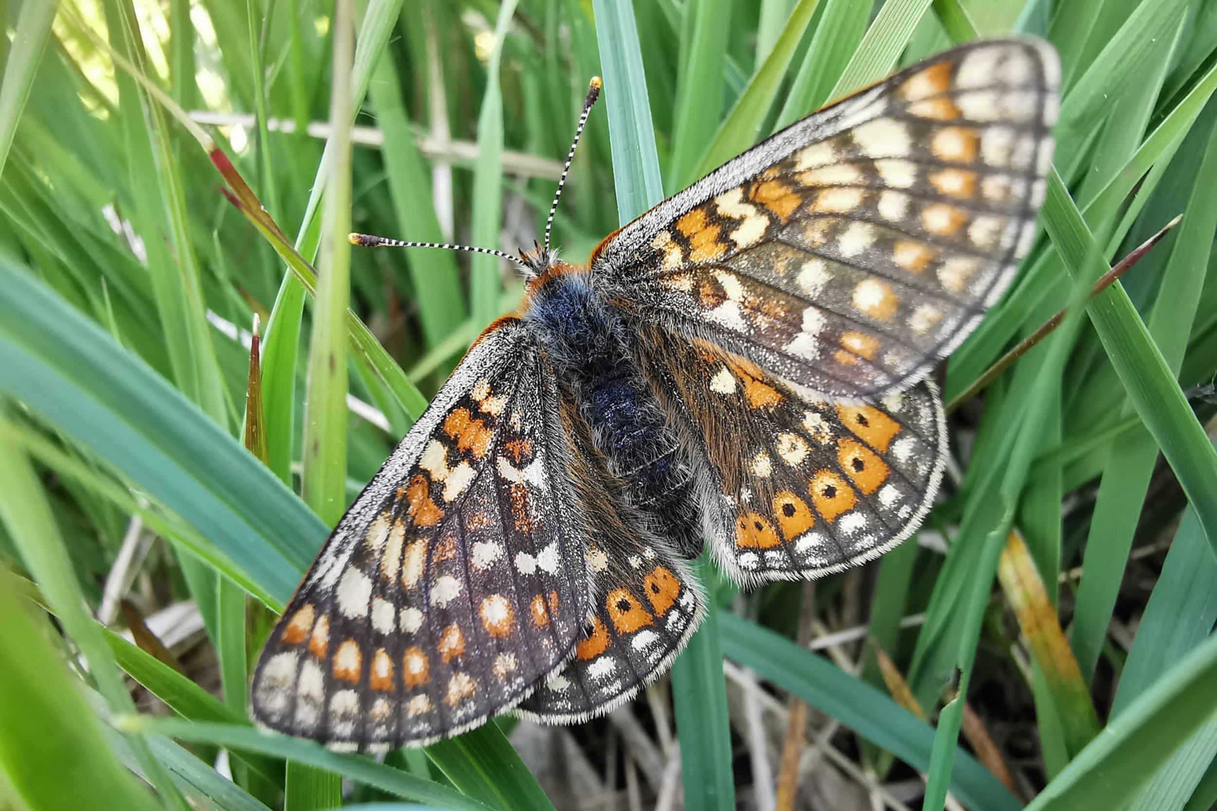 Marsh Fritillary on grass