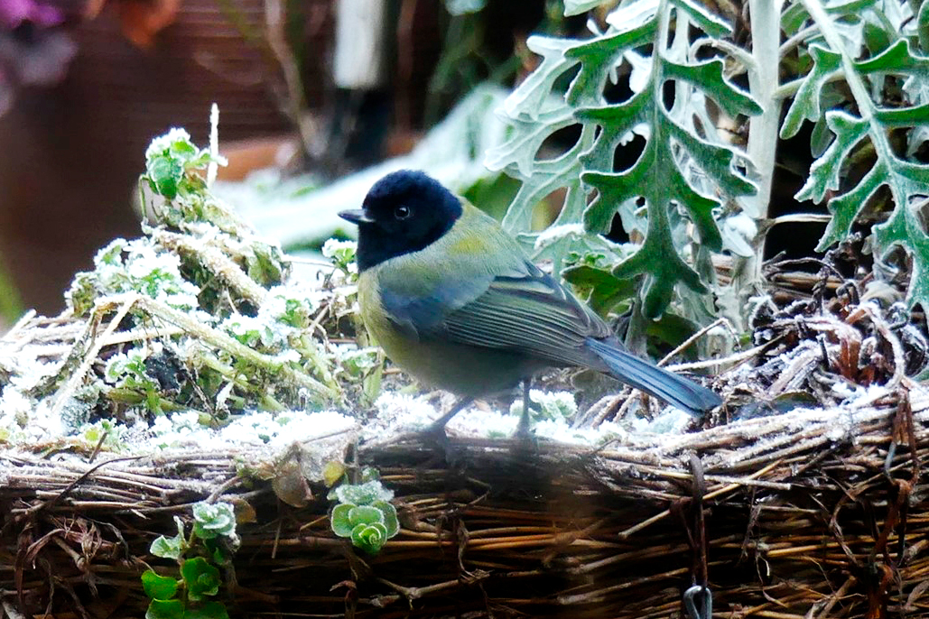 Melanistic Blue Tit