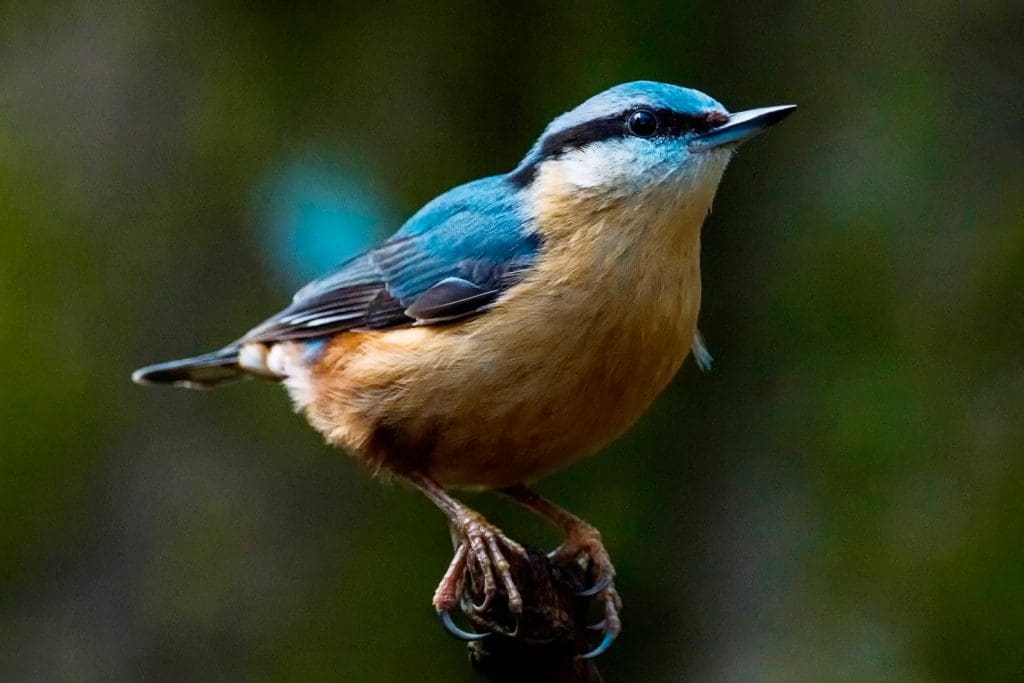 Nuthatch