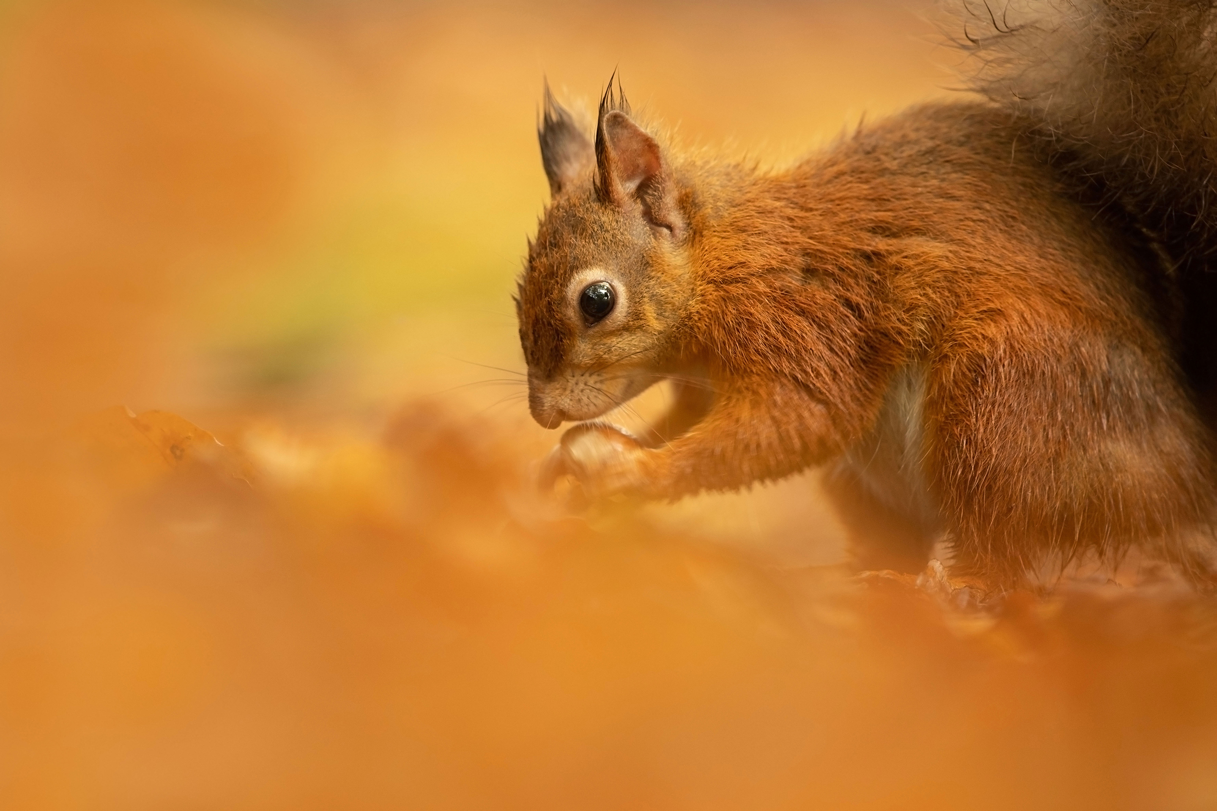 Red squirrel foraging for nuts