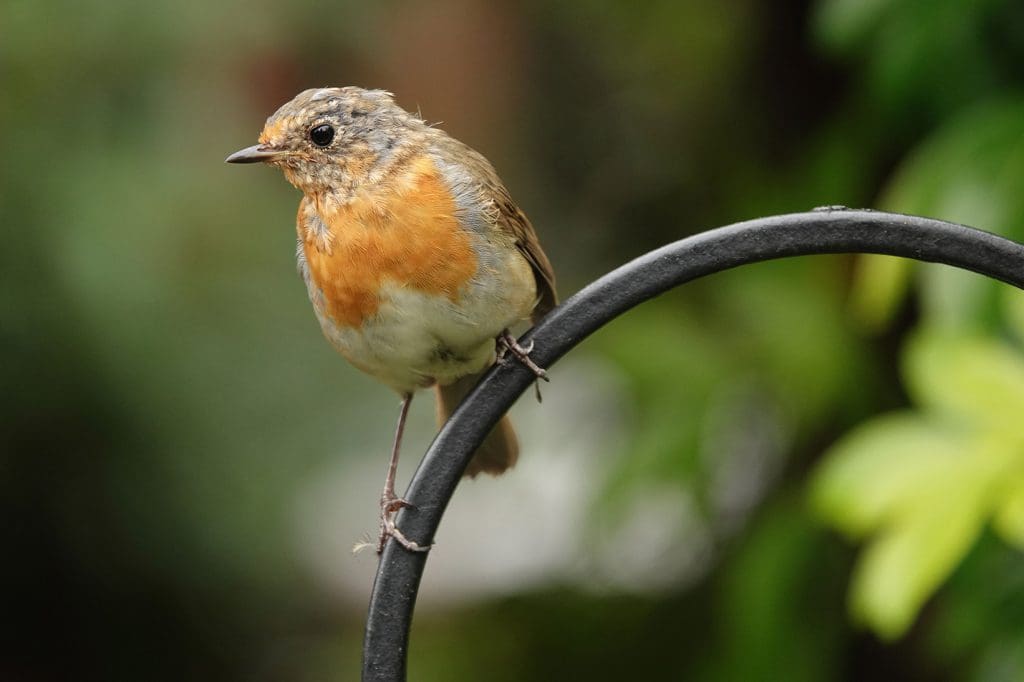 Robin on metal fence