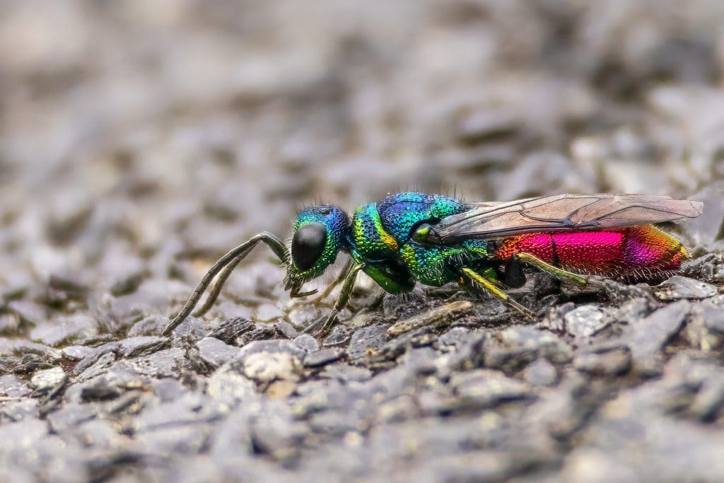 Ruby-tailed Wasp