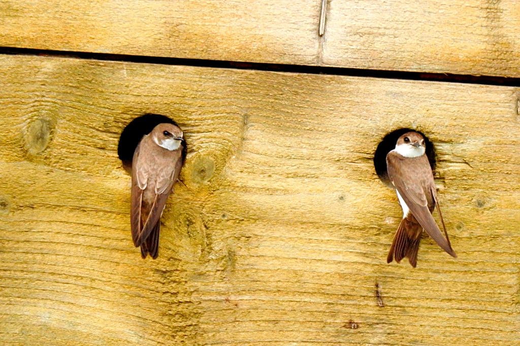 Sand Martins on fence