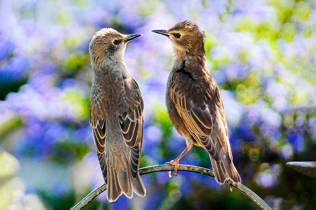 Starlings on a branch