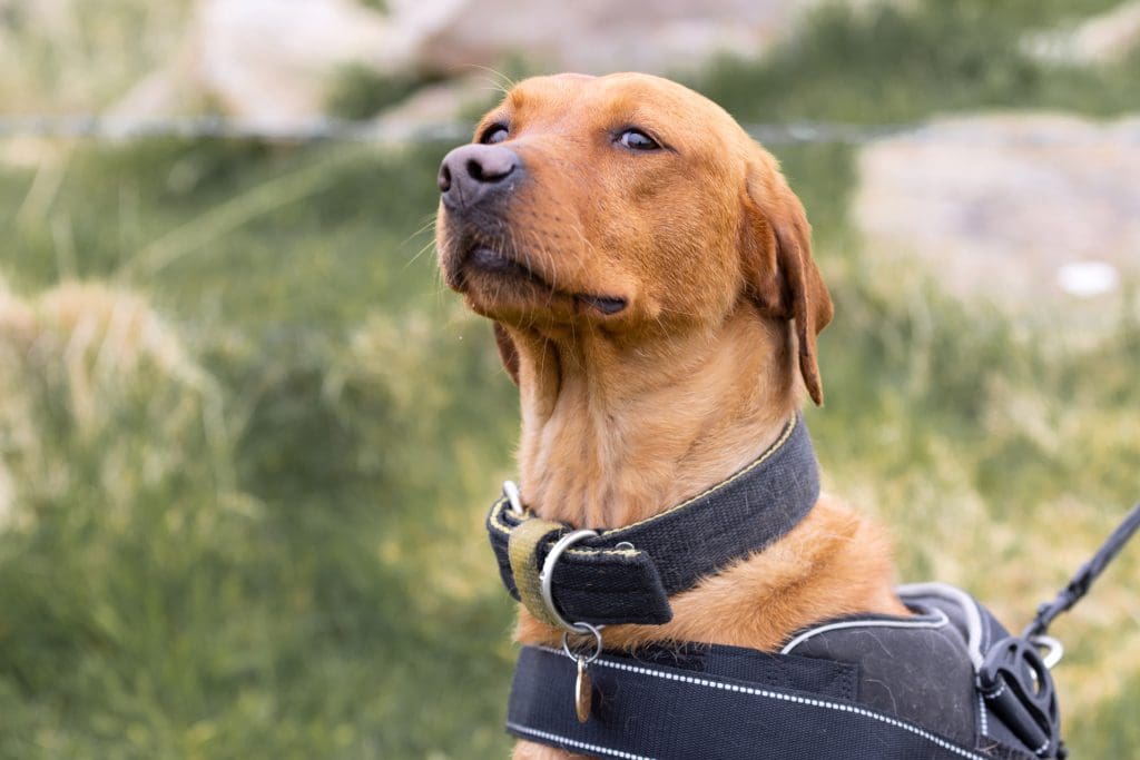 Stoat detection dog