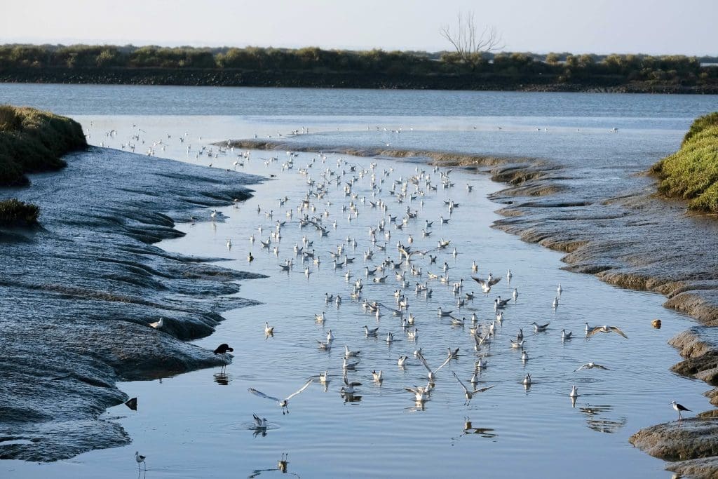 Birds in Tagus Estuary