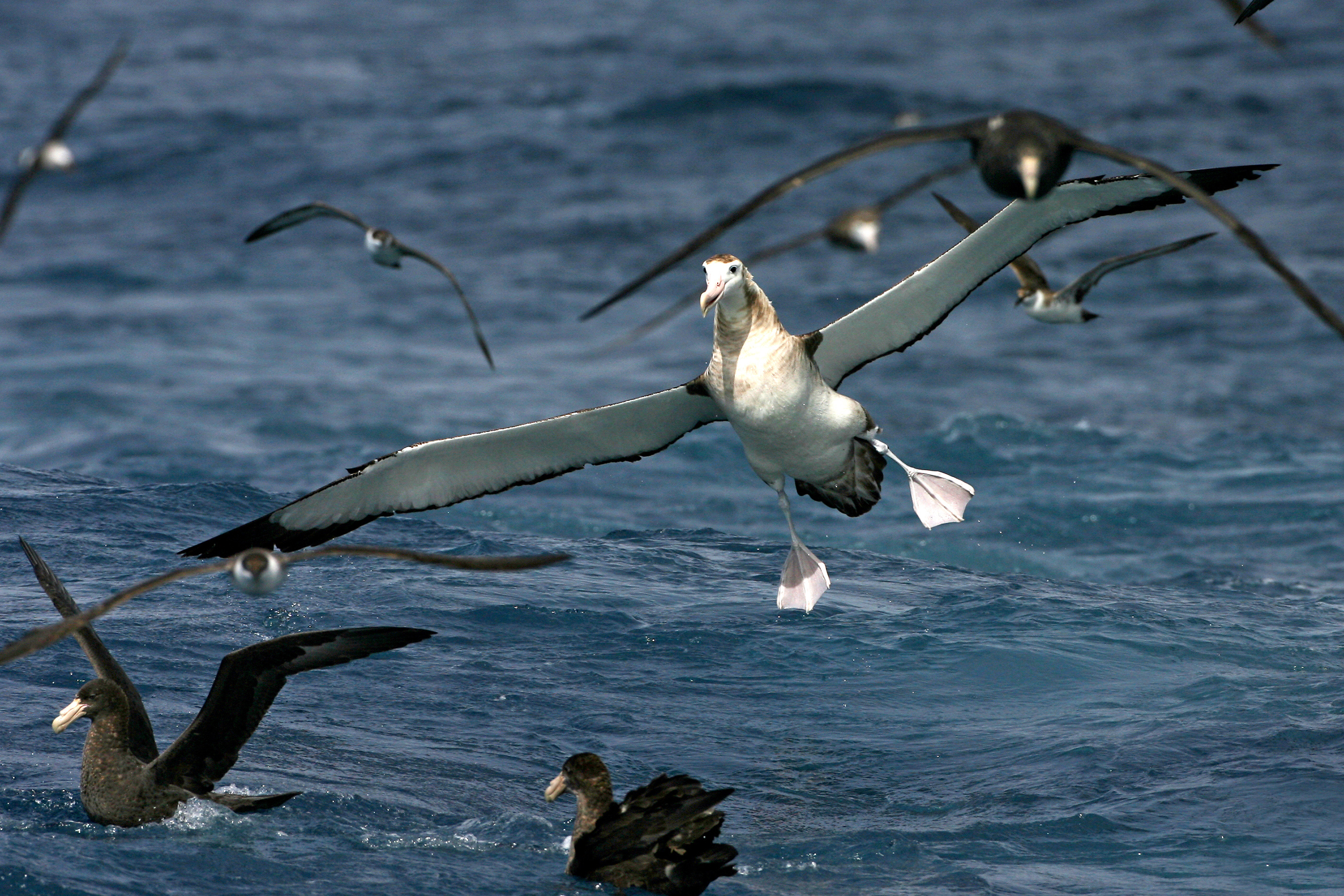 Tristan Albatross with other birds on sea