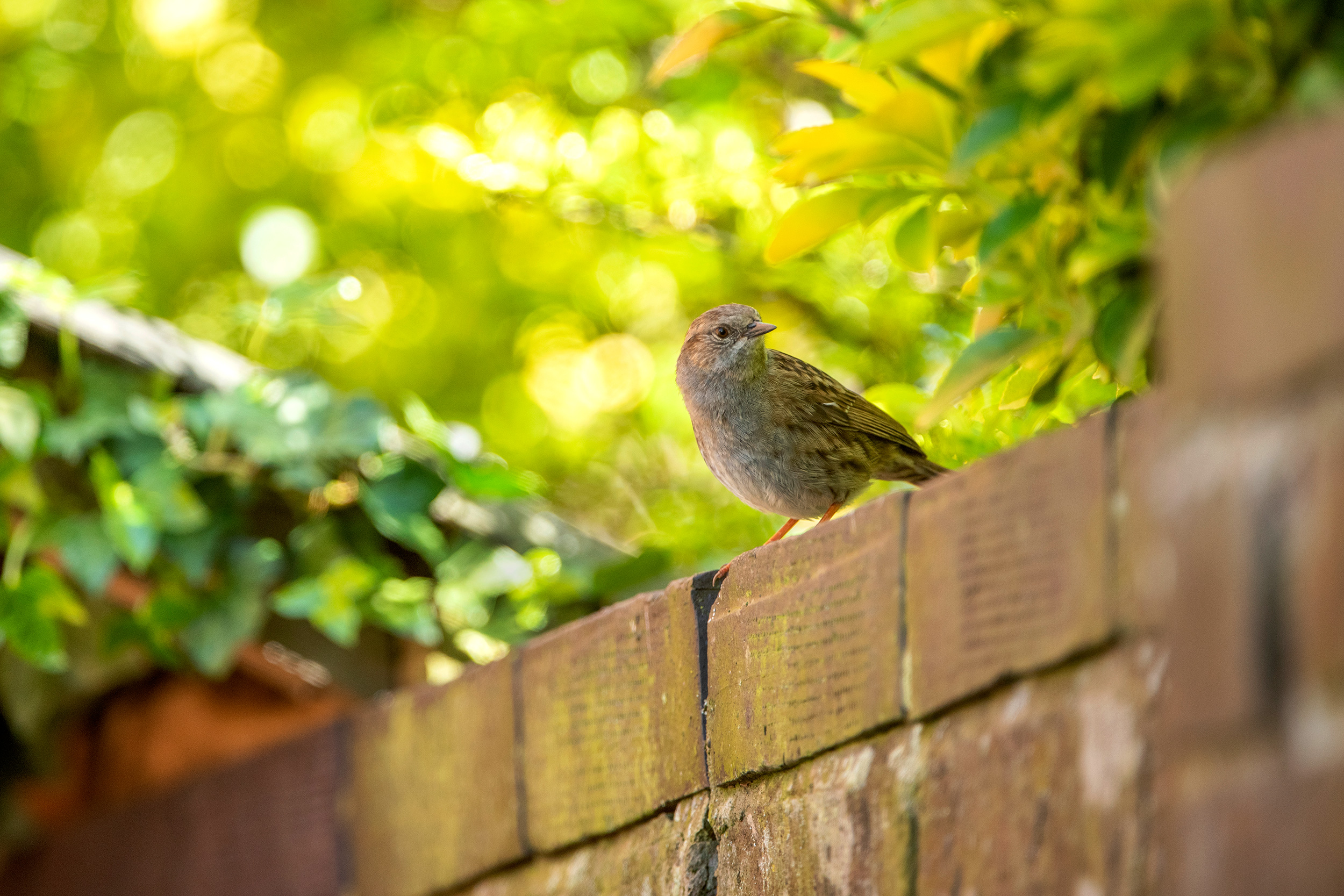 Dunnock on brick wall