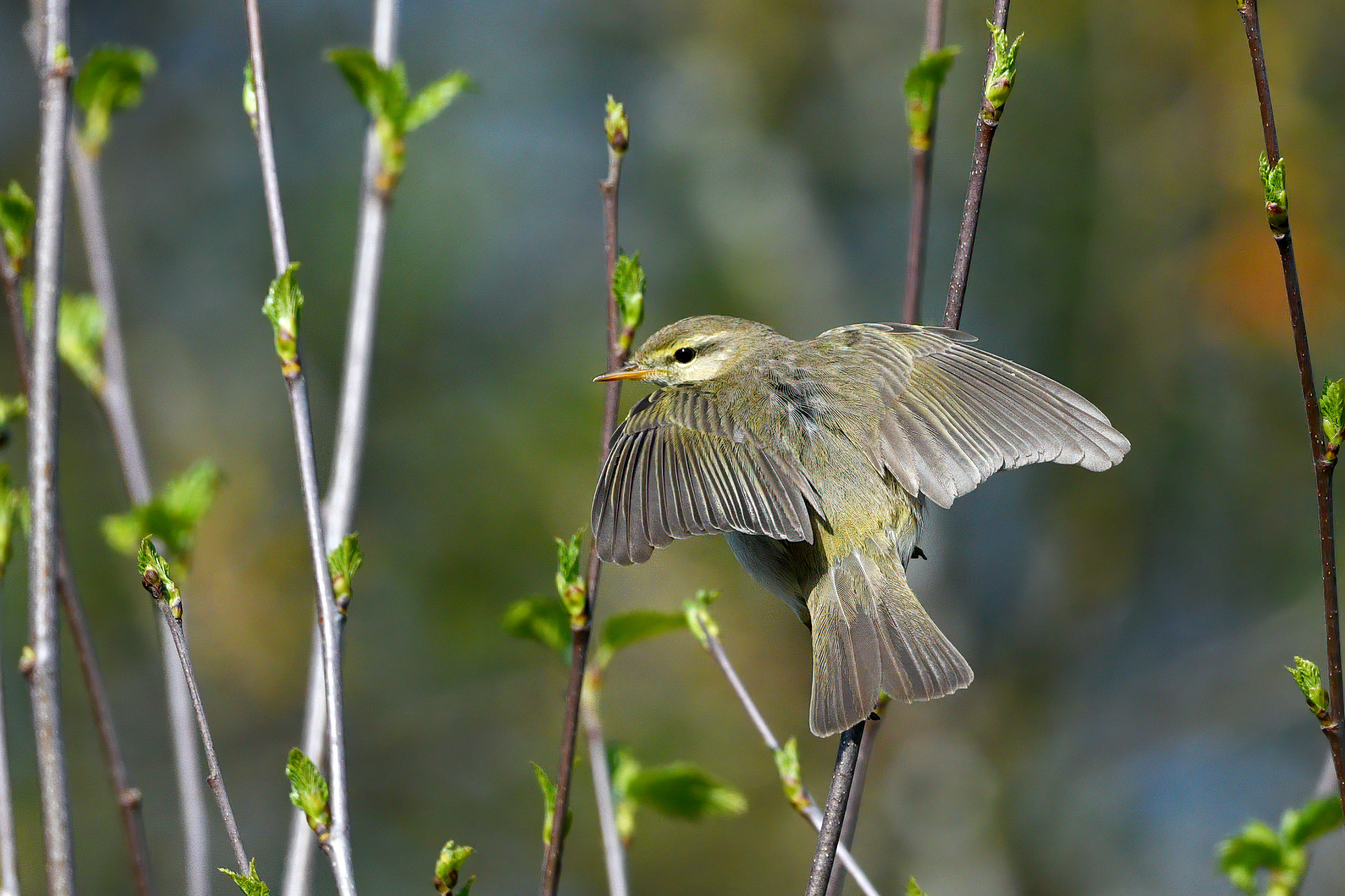 Willow Warbler