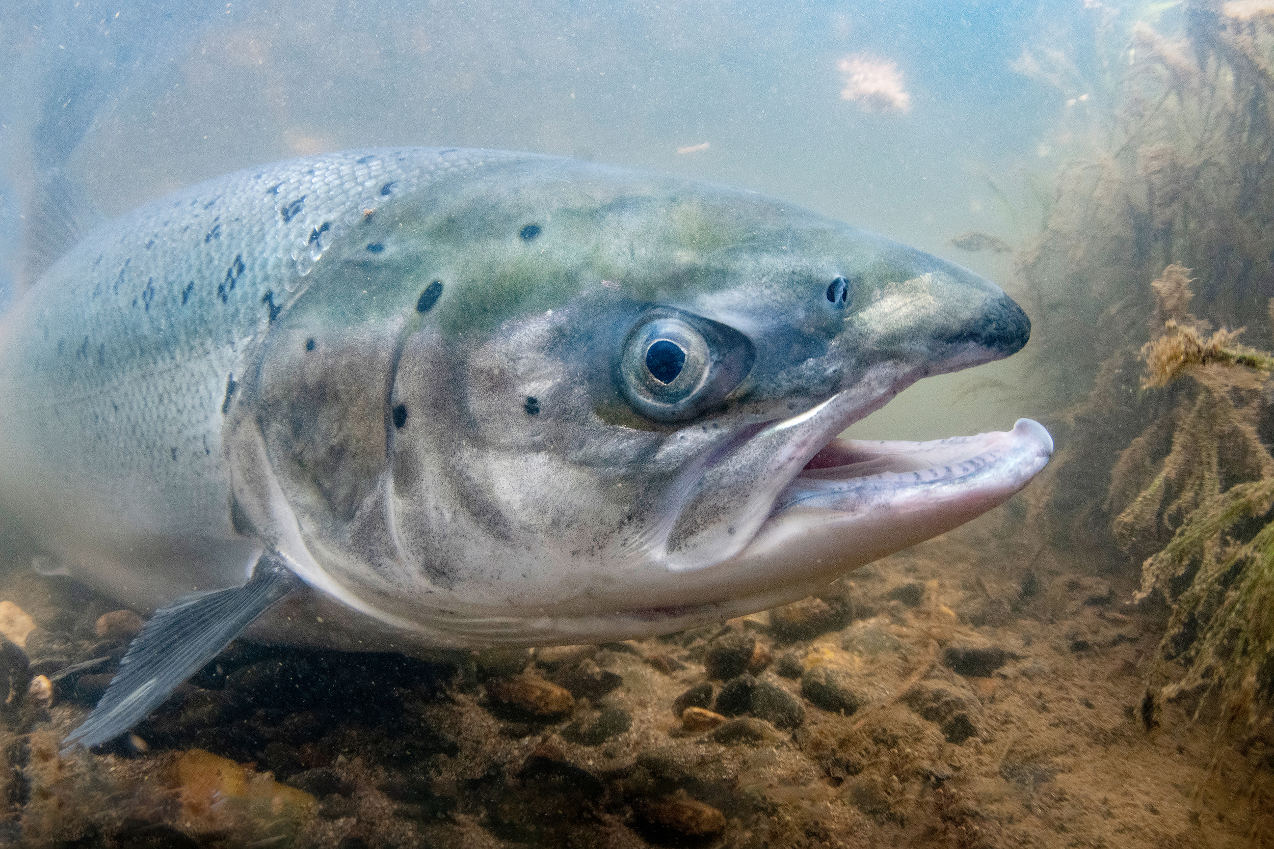 Atlantic salmon