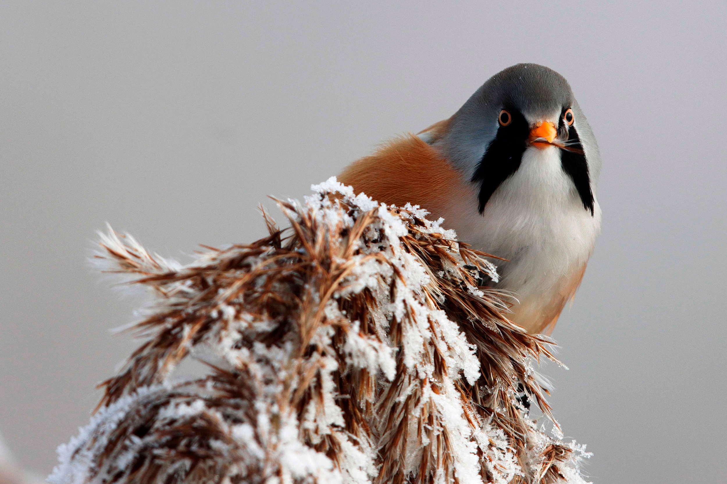 Bearded Tit atop a snowy tree