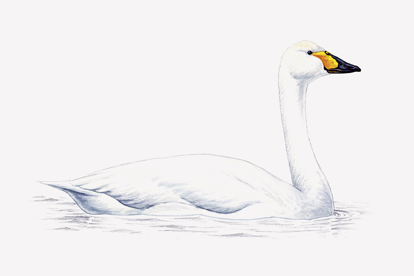 Illustration of Bewick's swan