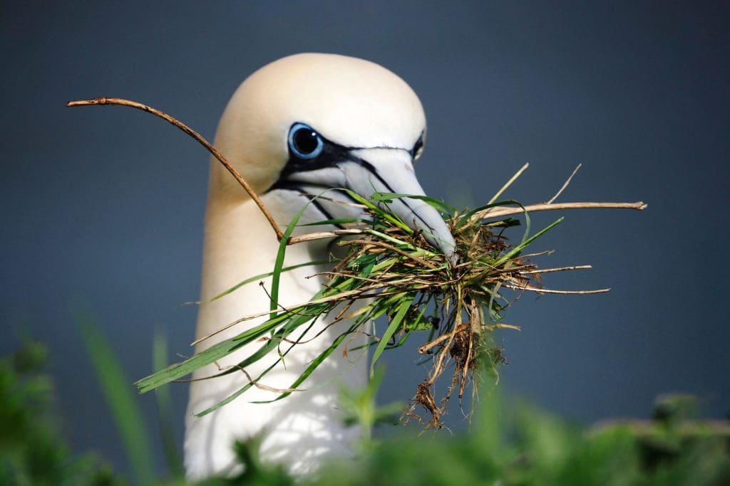 Gannet with black iris