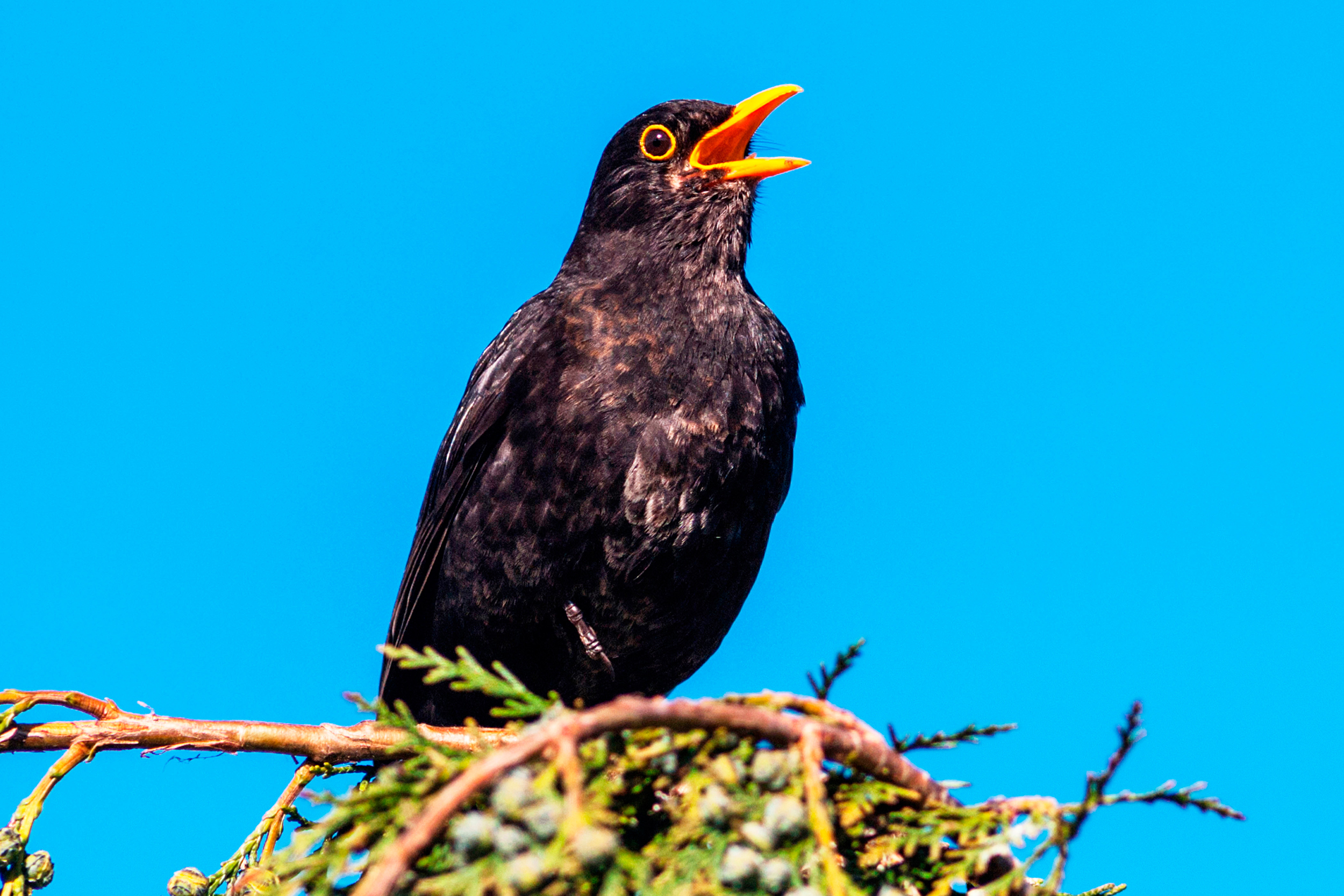 Blackbird against blue sky