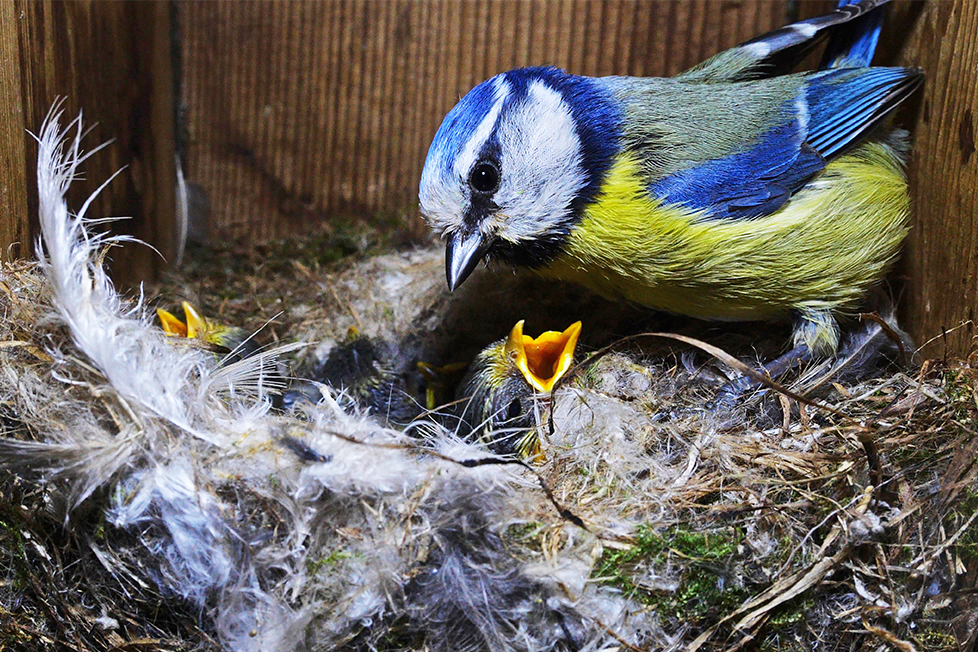 Blue tit feeding chicks in nest