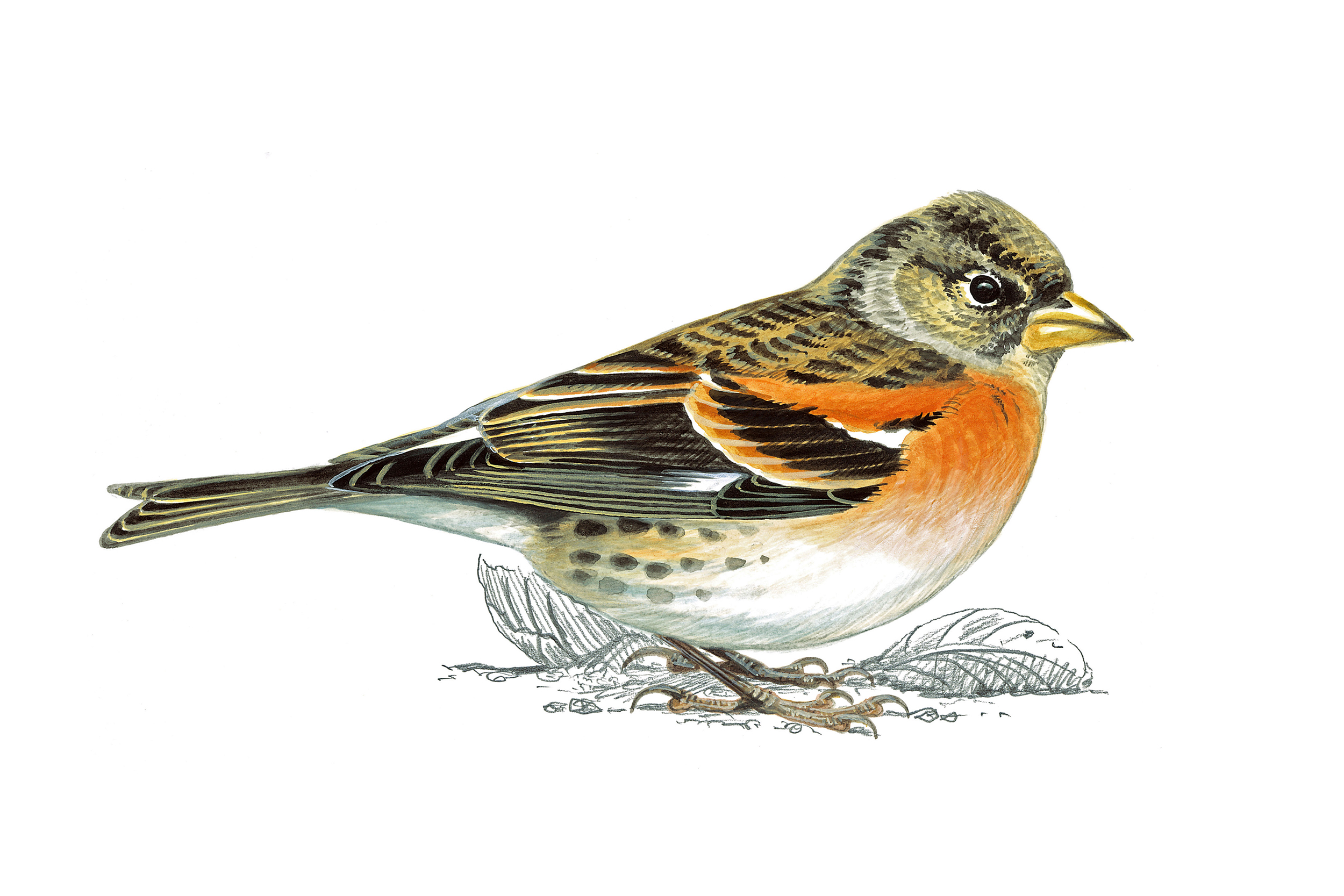 Illustration of Brambling