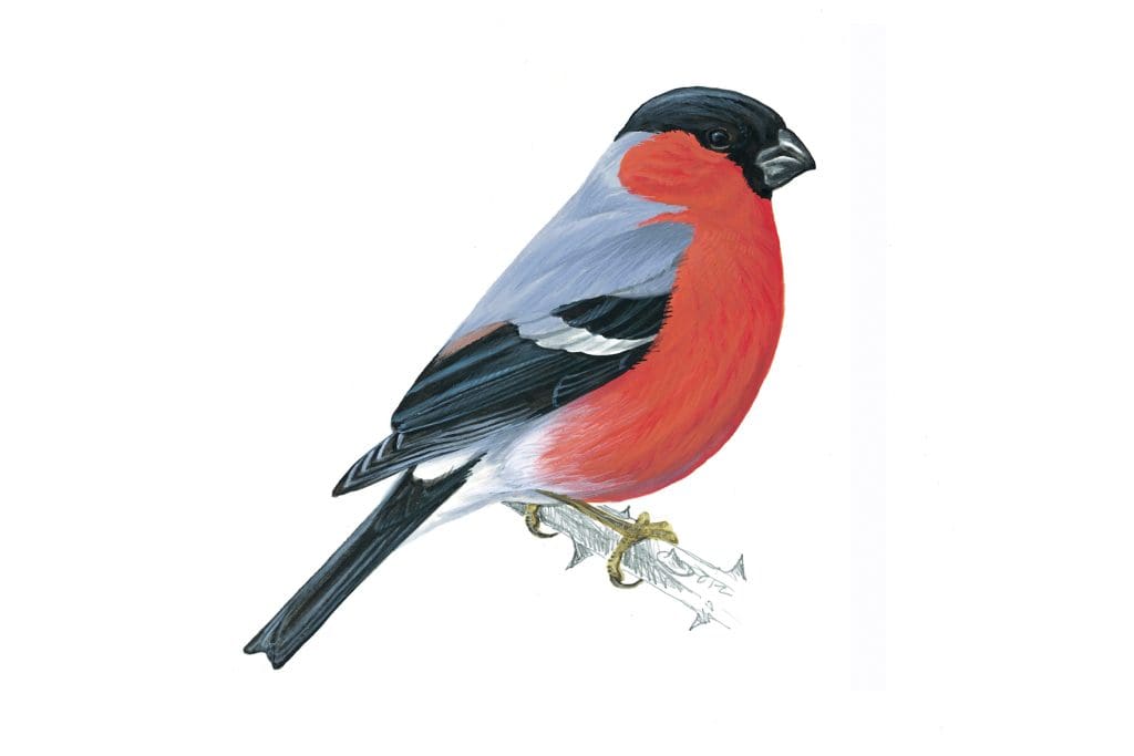 Illustration of Bullfinch