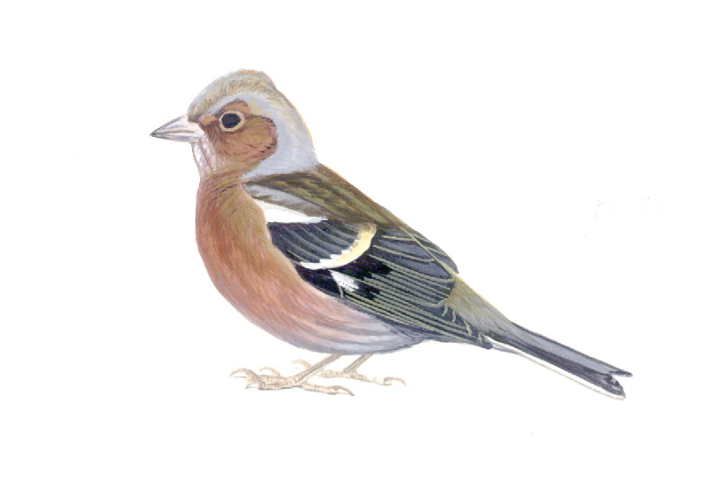 Illustration of Chaffinch