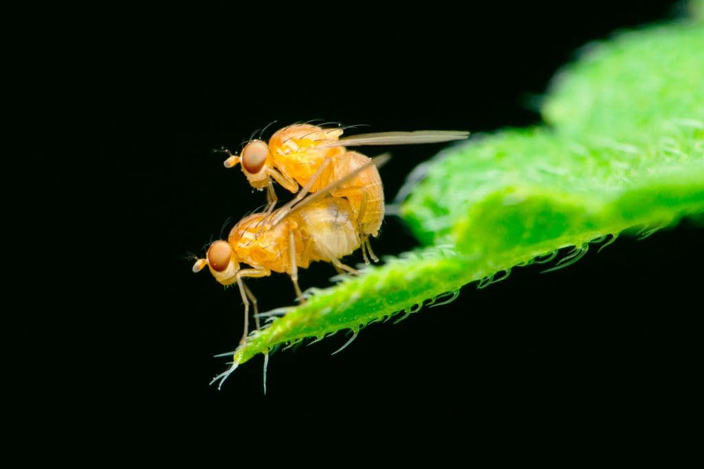 Fruit flies mating on a leaf