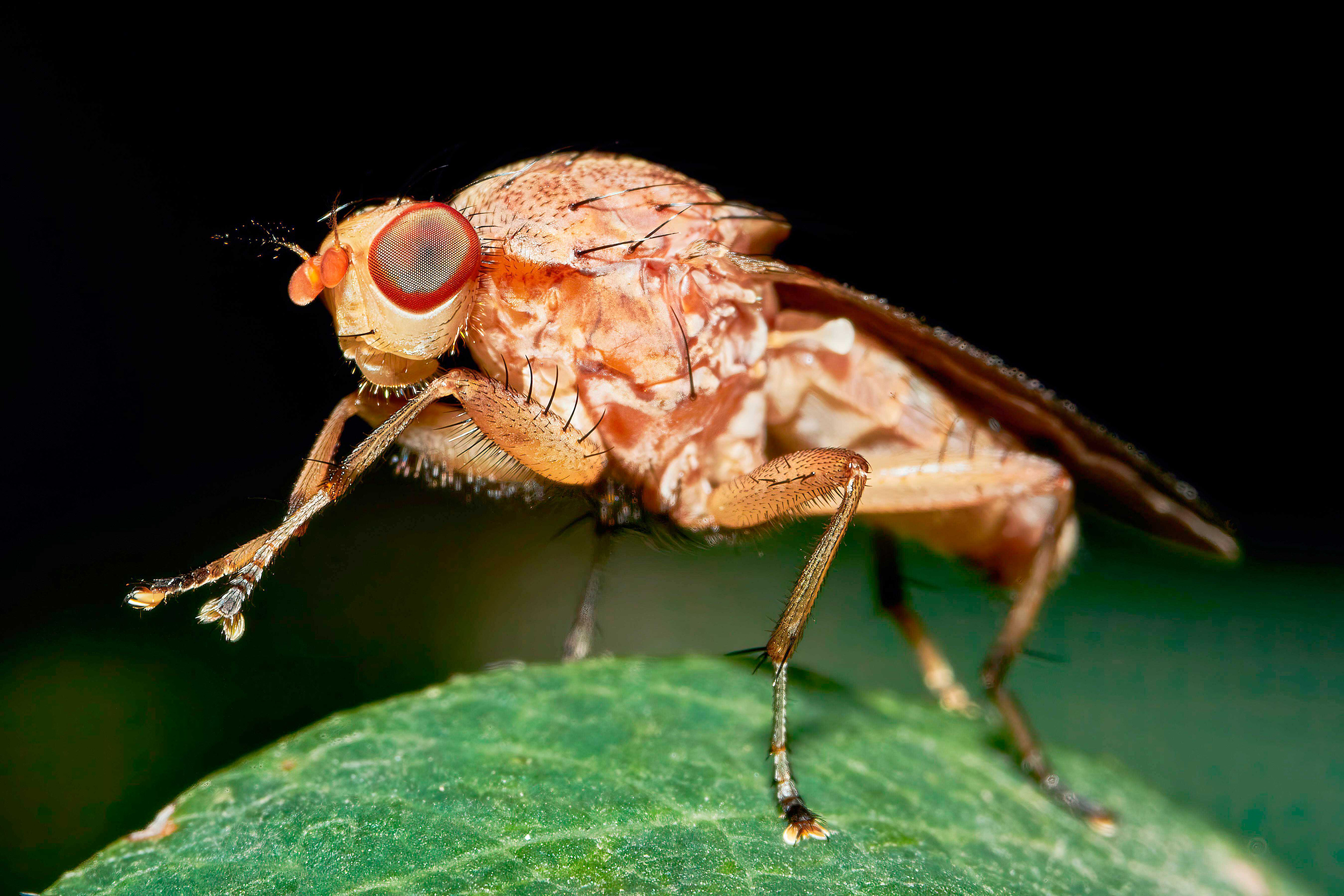 Close up of fruit fly on a leaf