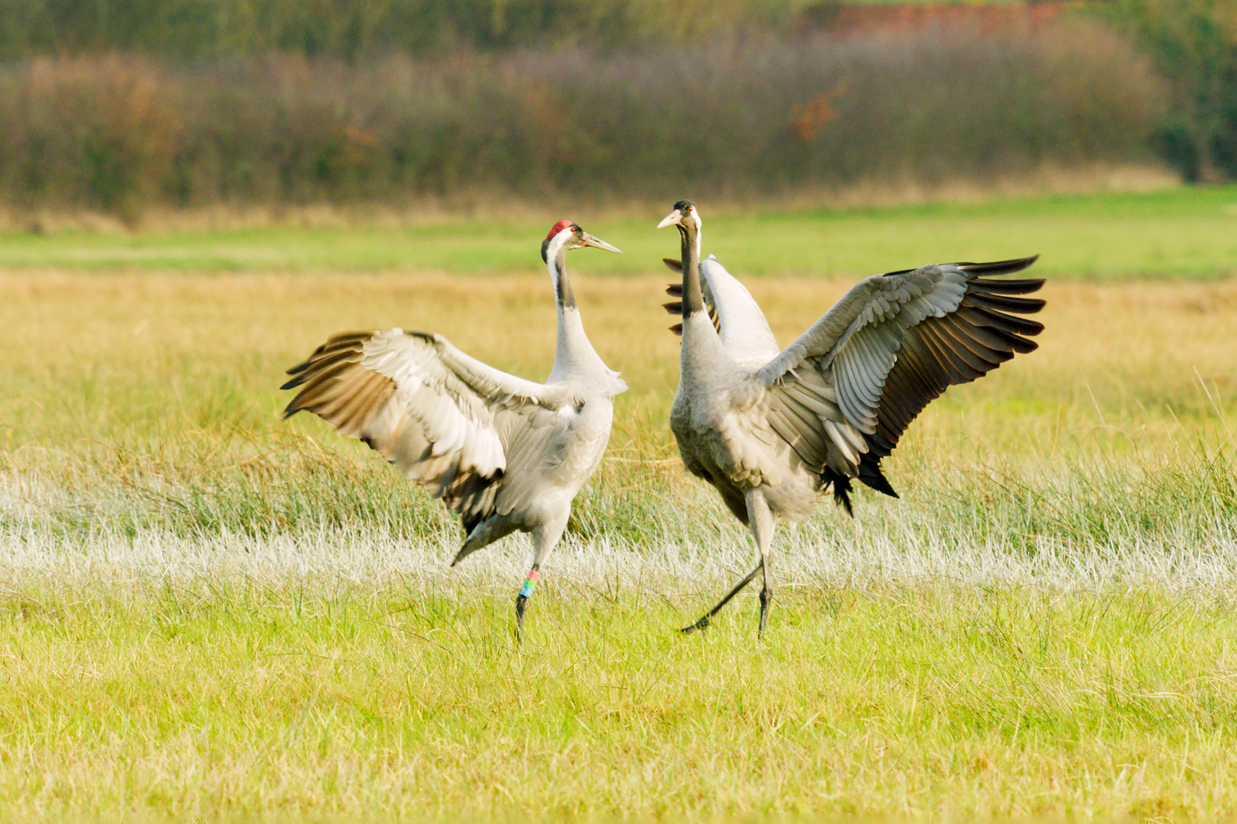 Two cranes performing courtship dance