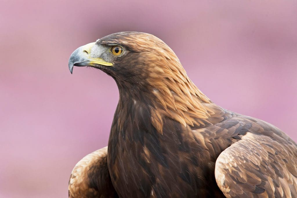 Golden eagle with background of flowering heather