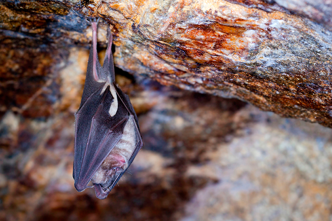 Bat hanging from roof