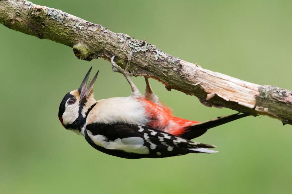 Greater Spotted Woodpecker