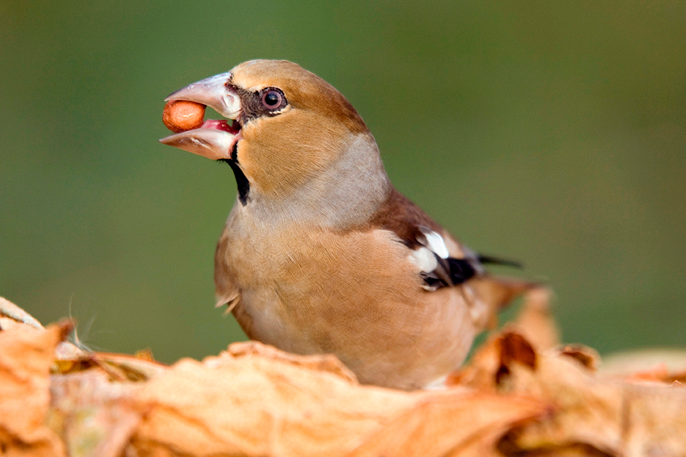 Hawfinch in leaves